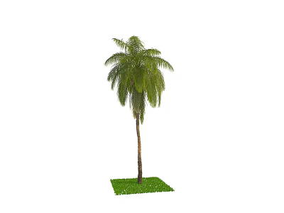 Tall Palm Tree With Lush Green Fronds And Straight Trunk On Grass Patch 3d model