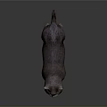 Gray Cat Standing on Smooth Reflective Dark Surface with Light Gradient