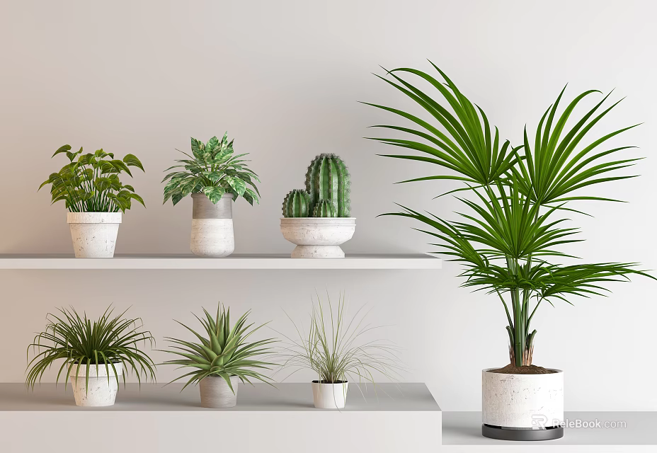 Indoor Bonsai and Potted Plants Collection with Diverse Greenery and White Planters 3d model 