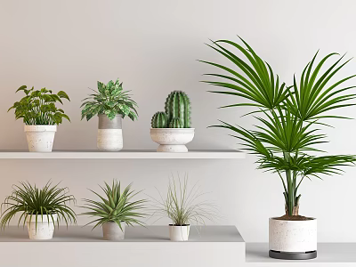 Indoor Bonsai and Potted Plants Collection with Diverse Greenery and White Planters 3d model