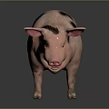 Spotted Pig With Black Spots Standing On Gray Background 3d model