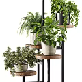 Multi Tiered Plant Stand With Various Green Indoor Plants For Home Decoration