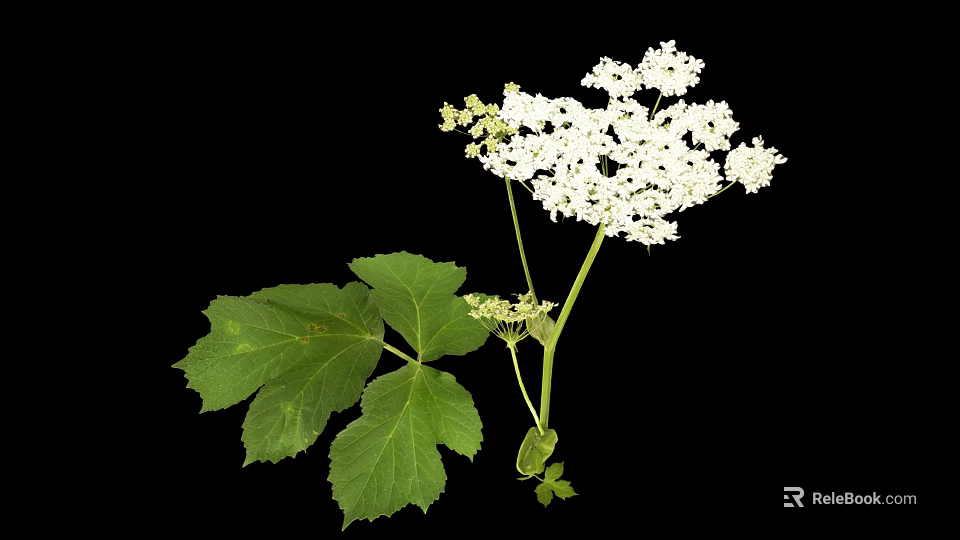 White Flowering Plant with Large Green Leaves and Small Clustered White Flowers on Single Stem 3d model 