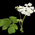 White Flowering Plant with Large Green Leaves and Small Clustered White Flowers on Single Stem