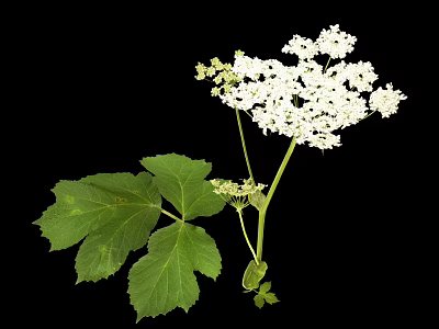 White Flowering Plant with Large Green Leaves and Small Clustered White Flowers on Single Stem 3d model