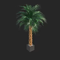 Lush Green Palm Bonsai Potted Plant With Brown Trunk And Square Gray Pot