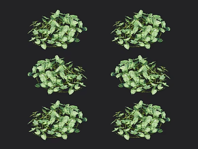 Six Potted Green Plants With Lush Leafy Foliage On Black Background 3d model