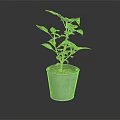 Indoor Plant in Blue Pot with Green and Purple Leaves on Dark Background