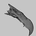 Ancient Flying Animal Skull Fossil With Preserved Skeletal Structure And Details