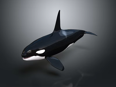 Black And White Orca With Dorsal Fin In Swimming Pose On Gray Background 3d model