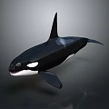Black And White Orca With Dorsal Fin In Swimming Pose On Gray Background