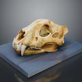 Detailed Animal Skull Specimen With Natural Texture On Gray Platform Surface
