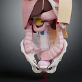 Detailed 3D Medical Head Organs Anatomy Model Showing Internal Structures