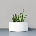 Bonsai Potted Plant With White Round Pot Green Slender Grass Modern Minimalist Light Grey Wall