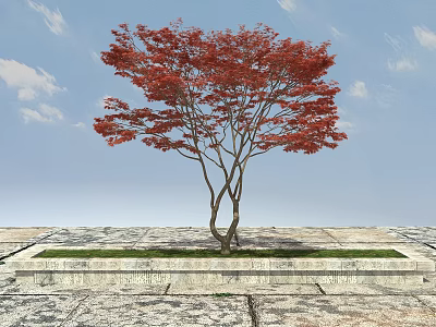 Red Leaf Tree With Forked Trunk In Stone Planter On Paved Ground And Blue Sky 3d model