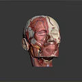 Human Head Anatomical Model Displaying Internal Organs Muscles Vessels and Hair Follicle Systems