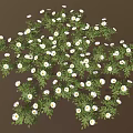 Lush Green Leaf Plant Blooming With White Flowers In Dense Cluster