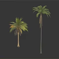 Two Palm Trees One Tall and One Short with Green Leaves Against White Background