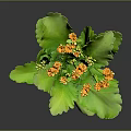 Vibrant Houseplant With Green Leaves And Orange Flowers In Clay Pot