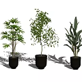 Three Indoor Bonsai Potted Plants With Gray Pots And Different Leaf Types 3d model