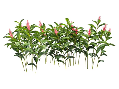 Fresh Lush Flowers and Plants With Green Leaves and Pink Blooms 3d model