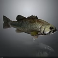 Bass Fish With Detailed Scales And Fins On Gray Smooth Surface With Reflection