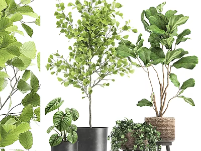 Lush Green Potted Plants With Various Leafy Species And Decorative Planters 3d model