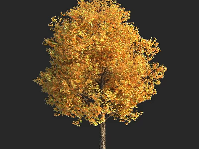 Golden Yellow Leaf Arbor With Brown Trunk In Autumn On Black Background 3d model