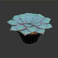 Vibrant Succulent Plant With Blue Pink Leaves In Brown Ceramic Pot