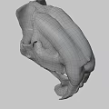 Detailed Animal Skull Anatomical Structure Showing Bone Features And Teeth