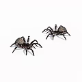 Two Black Reptiles On White Background Showing Natural Physical Characteristics