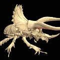Prehistoric Creature Skeleton with Back Spines and Detailed Bony Structure Display Model 3d model