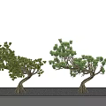 New Chinese pine plant modeling tree 3d model