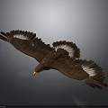 Majestic Eagle Flying With Spread Wings And Brown White Feathers On Grey Background