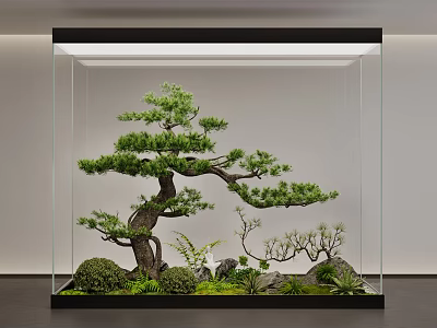 Bonsai Pine Tree in Glass Display Case with Small Plants and Rocks 3d model