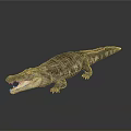 Crocodile Alligator Nile Crocodile carnivore reptile cold-blooded animal reptile 3d model