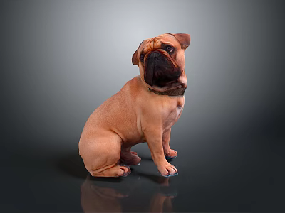 Brown Pug Dog Sitting On Shiny Surface With Gray Background And Reflection 3d model