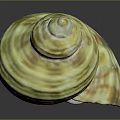 Vibrant Green And Yellow Spiral Conch Marine Animal With Textured Shell Surface On Dark Background