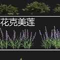 Different Types of Shrubs Including California Lilac Female Rhododendron and White Flower Spiraea