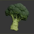Healthy Fresh Green Broccoli Vegetable with Crisp Stalk and Vibrant Florets