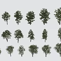 Different Arbor Tree Types Featuring Various Foliage Shapes and Growth Habits 3d model