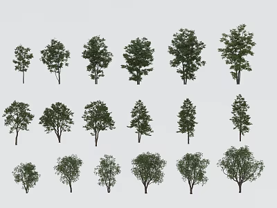 Different Arbor Tree Types Featuring Various Foliage Shapes and Growth Habits 3d model