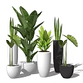 Various Green Leafy Bonsai Plants in White and Black Decorative Planters for Indoor Home Decor