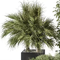 Varied Green Potted Plants In Black Square Pots With Lush Foliage And Different Plant Types