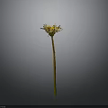 Dandelion Plant With Yellow Flower And Slender Green Stem Against Gray Background