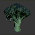 Fresh Green Broccoli Head as Healthy Nutritious Vegetable for Daily Meals