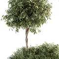 Elegant Olive Tree Bonsai Plants In Concrete Planters With Spherical Canopy And Hanging Foliage