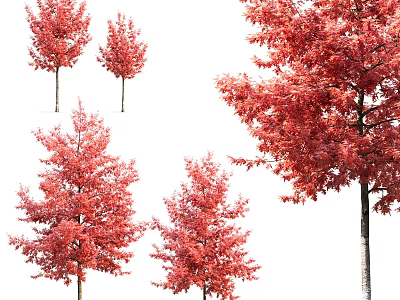 Vibrant Red Leaf Arbor Trees With Lush Foliage In Different Sizes 3d model