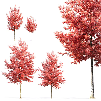 Vibrant Red Leaf Arbor Trees With Lush Foliage In Different Sizes 3d model