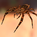 Detailed Large Spider With Brown And Black Patterned Legs On Orange Background